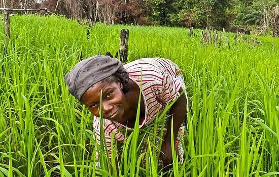 L’agricultrice, une géante au pied d’argile au Bénin