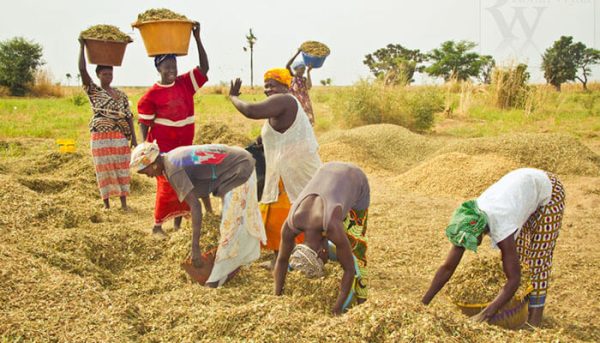 L’agriculture au Sénégal un puissant levier de développement – WATHI