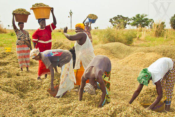 L’agriculture au Sénégal: un puissant levier de développement