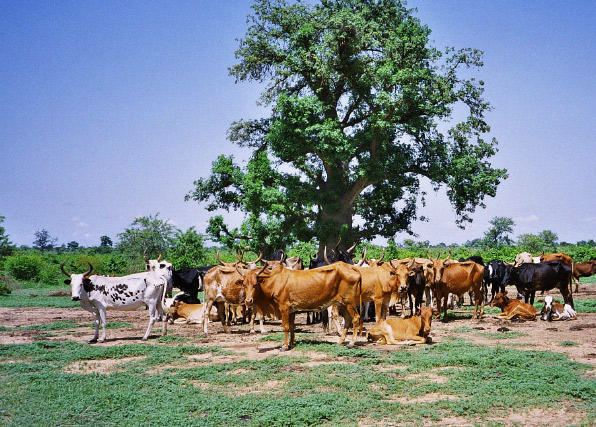 N’oublions pas le pastoralisme dans l’agenda climatique