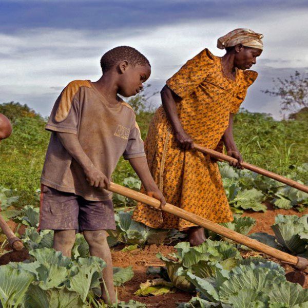 Les questions de sécurité alimentaire en Afrique de l’Ouest sont étroitement liées à celles de l’accès à la terre, du pouvoir d’achat et du changement climatique