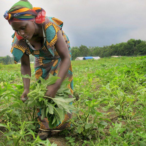 L’accès limité des femmes au crédit réduit considérablement leur capacité à adopter de nouvelles techniques agricoles