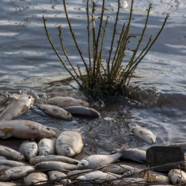 La situation environnementale